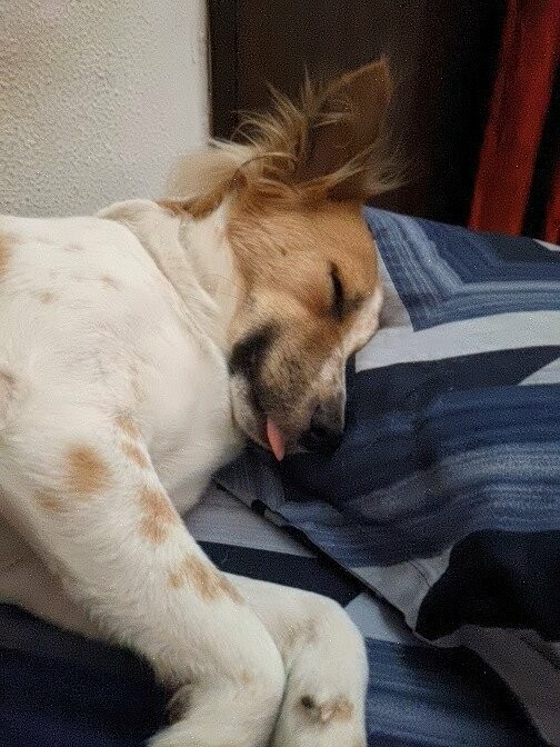 My pet dog Ellie sleeping on a bed with her head resting on a pillow. Her tongue is slightly sticking out which makes her look a bit derpy.