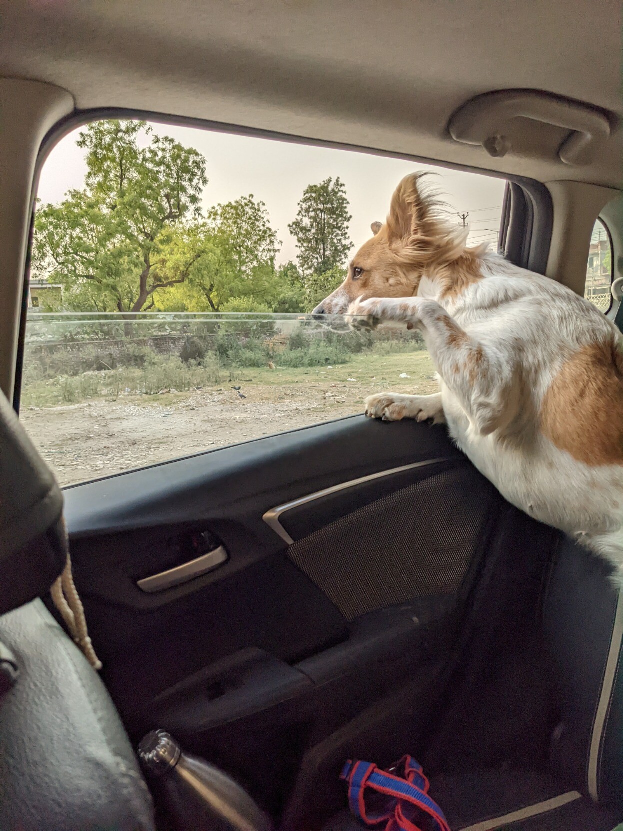 A picture of my dog Ellie from inside our car. She is looking outside a half-opened rear passenger window with one paw on the top of the door and another on top of the window pane (I think that's the word?).