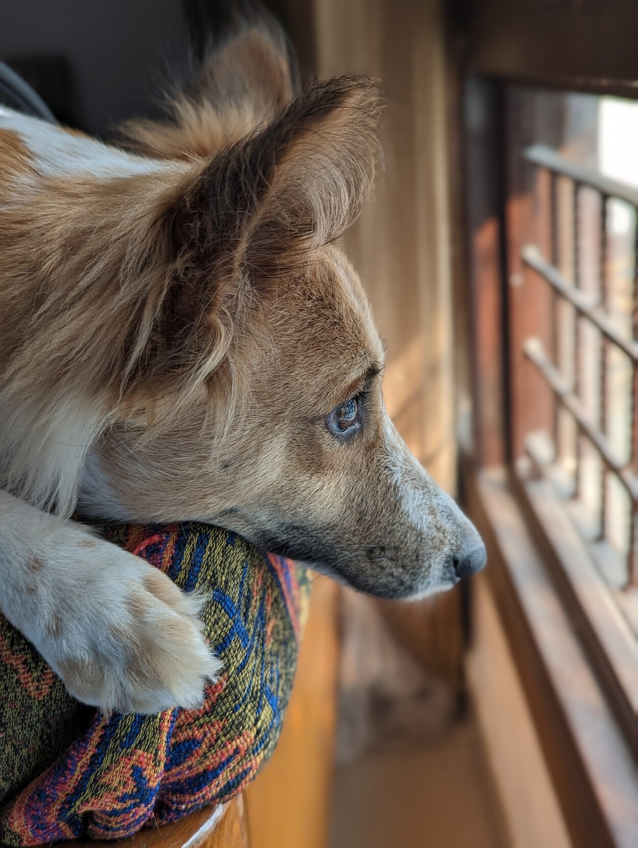 A side profile of my dog Ellie peering out a window. She's laying flat on a bed next to the window with her head slightly out from the edge.