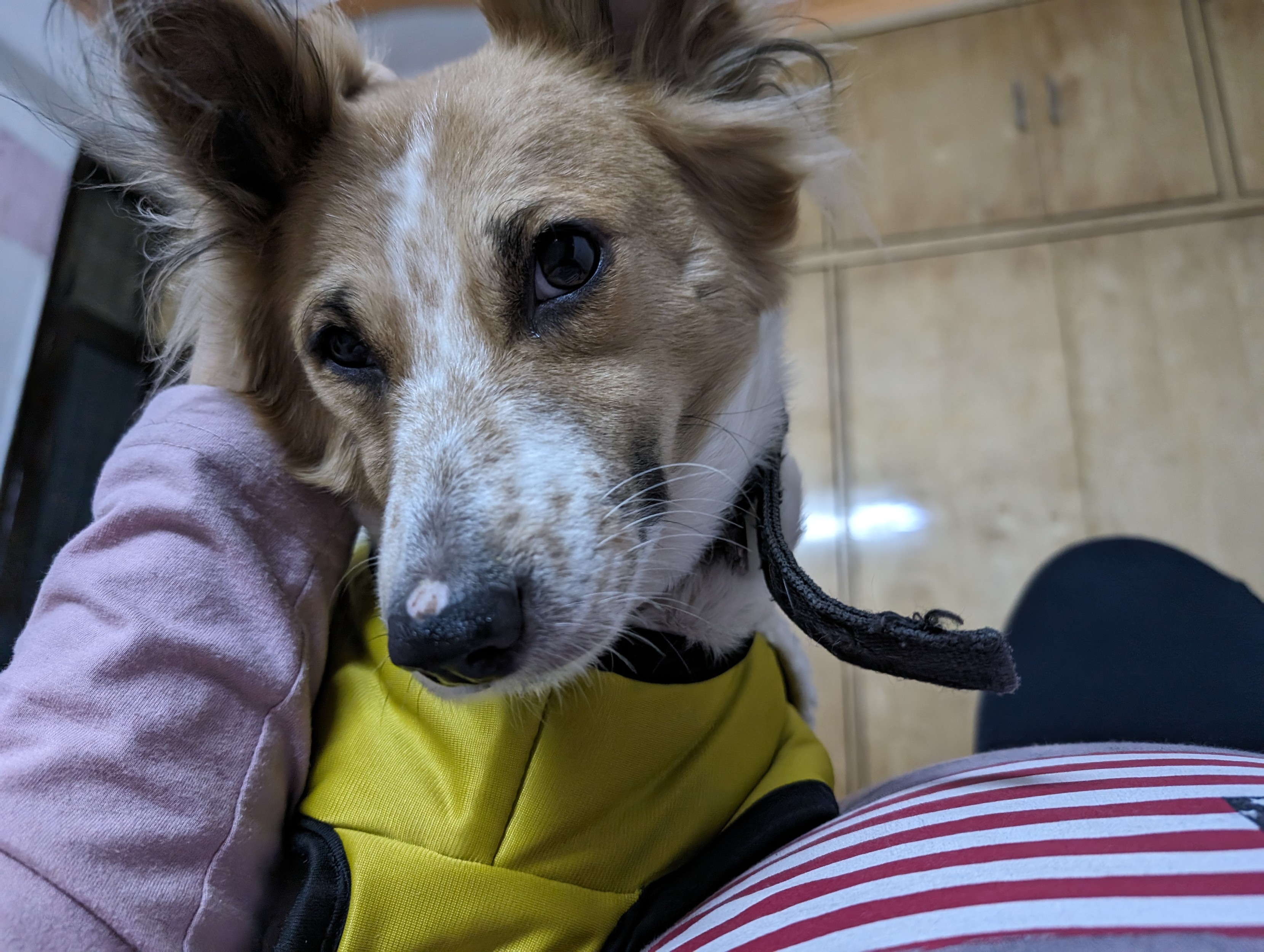 A close angle on my dog Ellie with my hand resting on the right side of her head. She's looking into the camera with her head slightly angled to the right side as well.